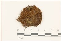 藏品(扭口蘚)的圖片