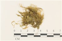 藏品(白青蘚)的圖片