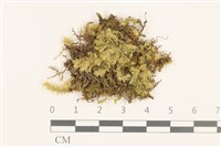 藏品(威氏青蘚)的圖片