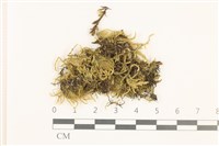 藏品(細枝青蘚)的圖片