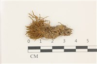 藏品(尖葉扭口蘚)的圖片