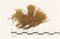 藏品(高山真蘚)的圖片