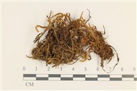 藏品(臺灣逆毛蘚)的圖片