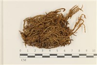 藏品(臺灣逆毛蘚)的圖片