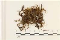 藏品(臺灣逆毛蘚)的圖片