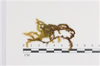 藏品(大灰氣蘚)的圖片