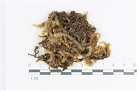 藏品(大灰氣蘚)的圖片