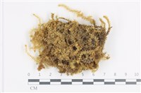 藏品(大灰氣蘚)的圖片