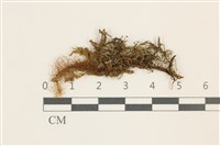 藏品(毛擬叉苔)的圖片