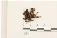 藏品(仙鶴蘚)的圖片