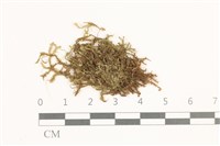 藏品(鞭苔,三裂鞭苔)的圖片