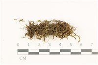 藏品(鞭苔,三裂鞭苔)的圖片