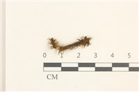 藏品(大熱澤蘚)的圖片