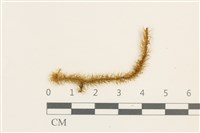 藏品(大熱澤蘚)的圖片