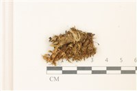 藏品(脆枝曲柄蘚)的圖片