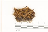 藏品(節莖曲柄蘚)的圖片