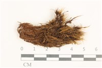 藏品(節莖曲柄蘚)的圖片