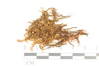 藏品(齒邊廣萼苔)的圖片