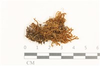 藏品(齒邊廣萼苔)的圖片