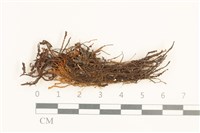 藏品(齒邊廣萼苔)的圖片