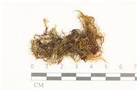 藏品(粗齒雉尾蘚)的圖片