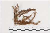 藏品(山羽蘚)的圖片