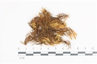 藏品(山羽蘚)的圖片