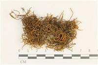 藏品(小牛舌蘚)的圖片