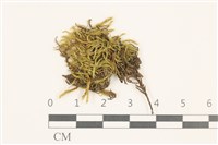 藏品(細枝青蘚)的圖片