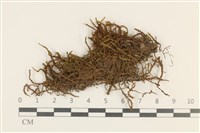 藏品(偏葉白齒蘚)的圖片