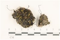 藏品(臺灣角苔)的圖片