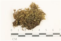 藏品(鞭苔,三裂鞭苔)的圖片