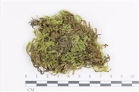 藏品(大灰氣蘚)的圖片