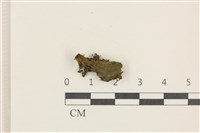 藏品(蛇苔)的圖片