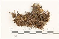 藏品(毛擬叉苔)的圖片