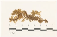 藏品(睫毛苔)的圖片