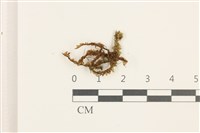 藏品(鞭苔)的圖片