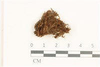 藏品(雙齒鞭苔)的圖片