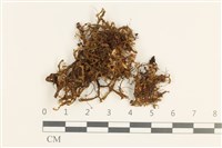 藏品(日本鞭苔)的圖片