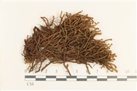 藏品(厚角鞭苔)的圖片