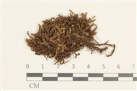 藏品(日本鞭苔)的圖片