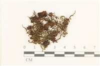 藏品(白鞭苔)的圖片