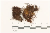 藏品(裂葉鞭苔)的圖片