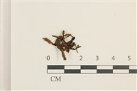 藏品(白鞭苔)的圖片