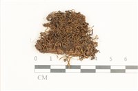 藏品(白鞭苔)的圖片