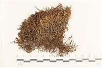 藏品(鞭苔)的圖片