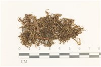 藏品(白鞭苔)的圖片