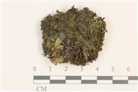 藏品(臺灣角苔)的圖片