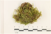 藏品(羽枝青蘚)的圖片