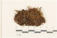 藏品(細葉真蘚)的圖片